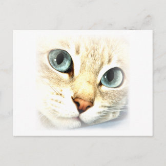 Cat mesmerEYES Postkarte
