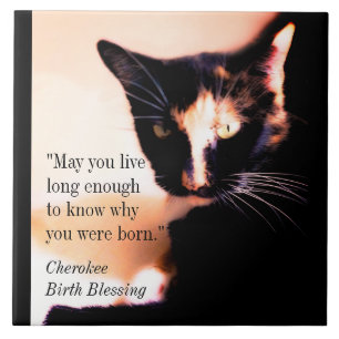 Cat Messenger Fliese