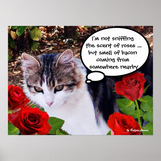CAT MIT ROTE ROSEN POSTER (Vorne)