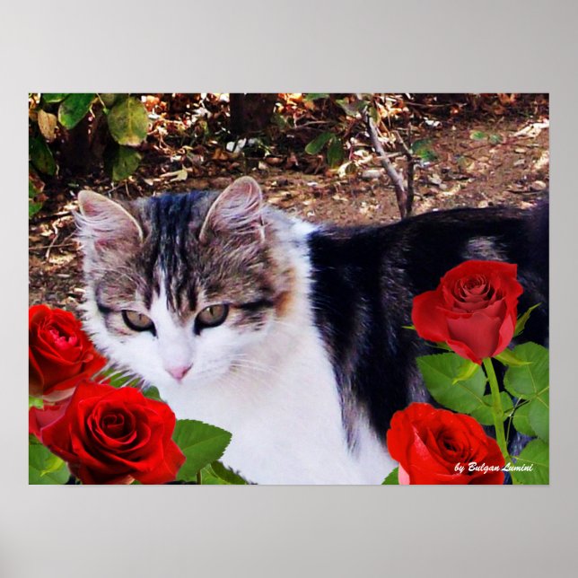 CAT MIT ROTE ROSEN POSTER (Vorne)