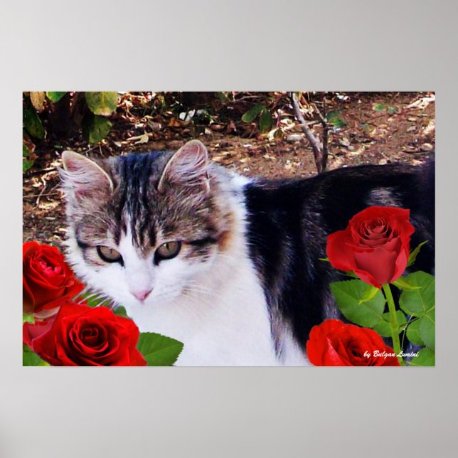 CAT MIT ROTE ROSEN POSTER (Vorne)