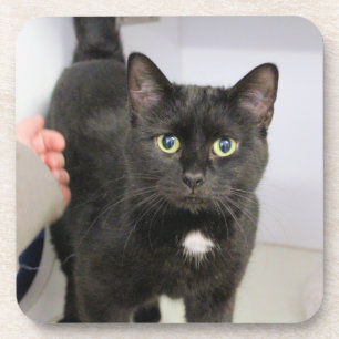 Cat Mouse Pad Getränkeuntersetzer