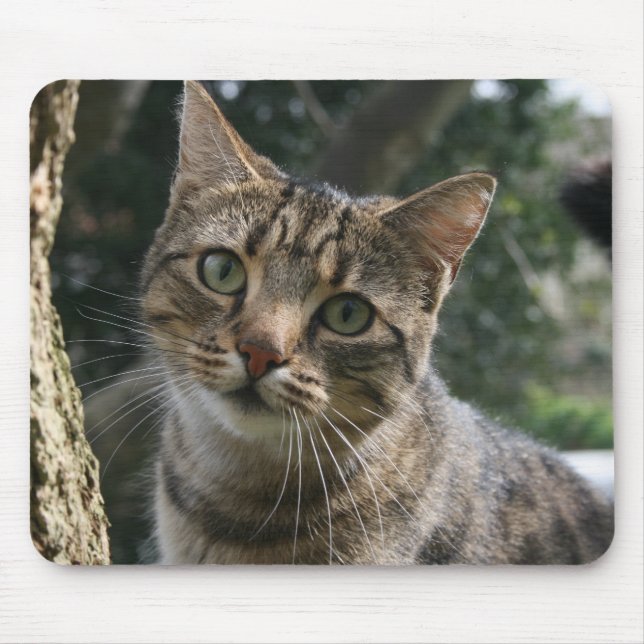 CAT MOUSEPAD (Vorne)