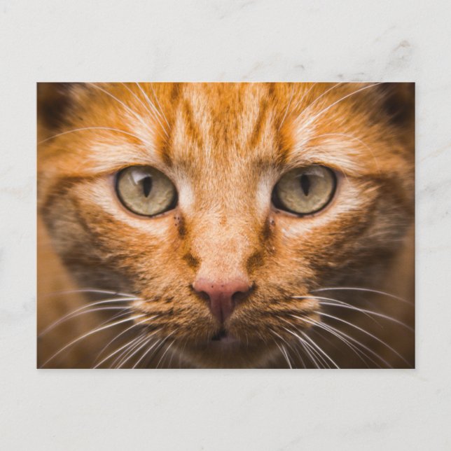 Cat Nah-Up-Postkarte Postkarte (Vorderseite)