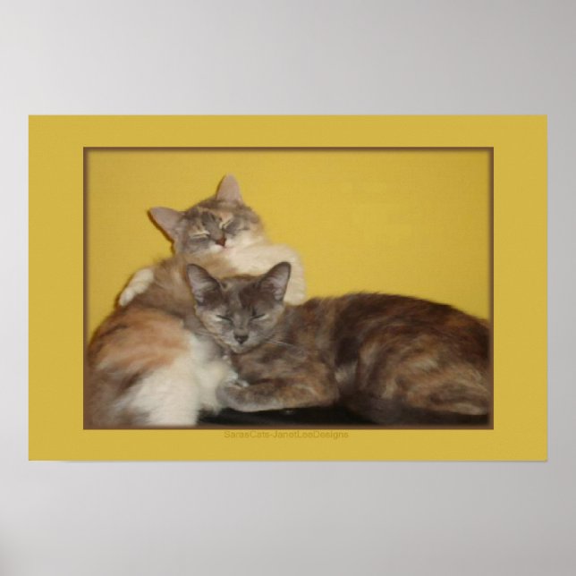 Cat Nappers Poster (Vorne)