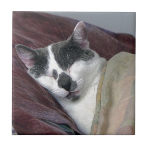 Cat Napping Fliese
