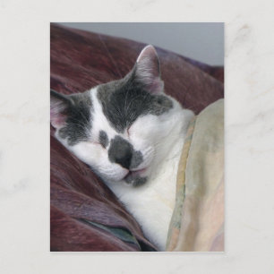 Cat Napping Postkarte