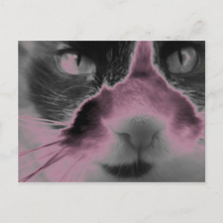Cat Neon Pink Postkarte