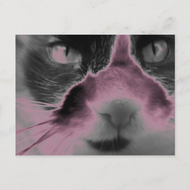 Cat Neon Pink Postkarte (Vorderseite)