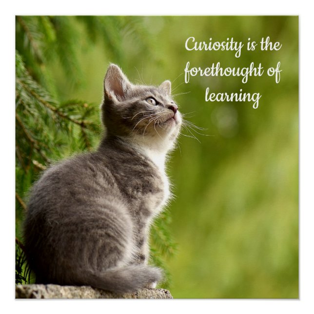 Cat-Neugier Poster (Vorderseite)