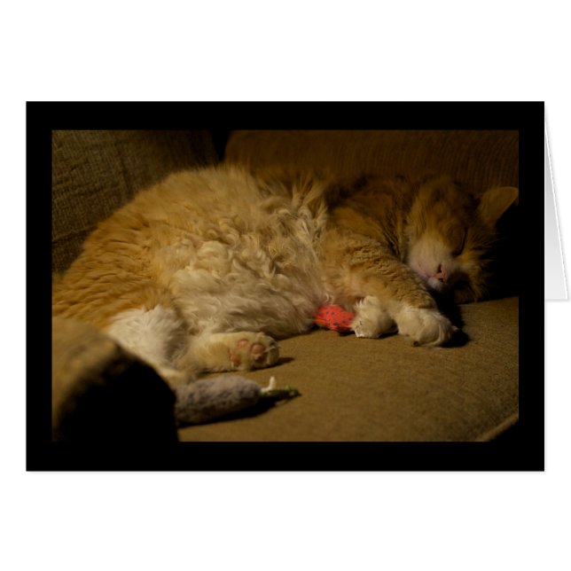 Cat Nickerchen (Vorderseite (Horizontal))