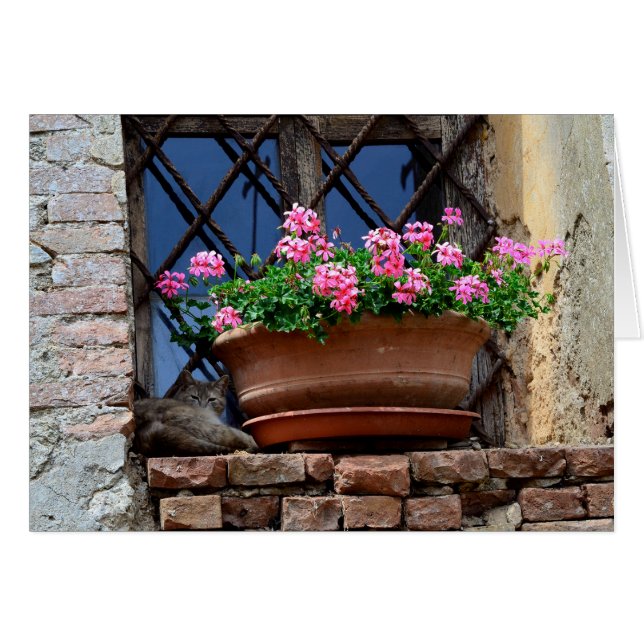 Cat Nickerchen (Vorderseite (Horizontal))