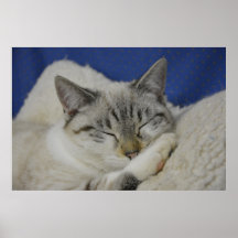 Cat Nickerchen 7 Poster Semi Gloss