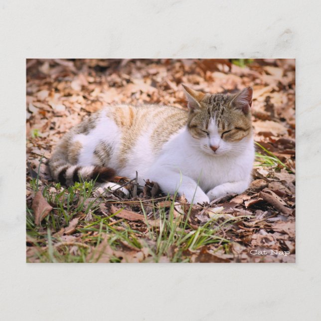Cat Nickerchen: Postkarte (Vorderseite)