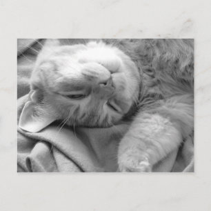 Cat Nickerchen Postkarten