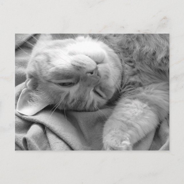 Cat Nickerchen Postkarten (Vorderseite)