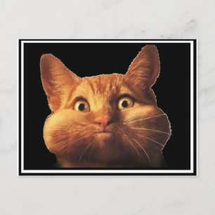 CAT-OOPS POSTKARTE