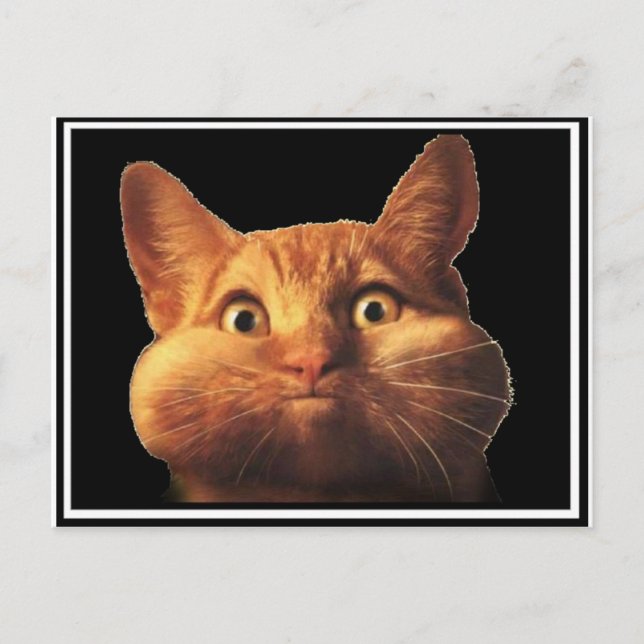 CAT-OOPS POSTKARTE (Vorderseite)