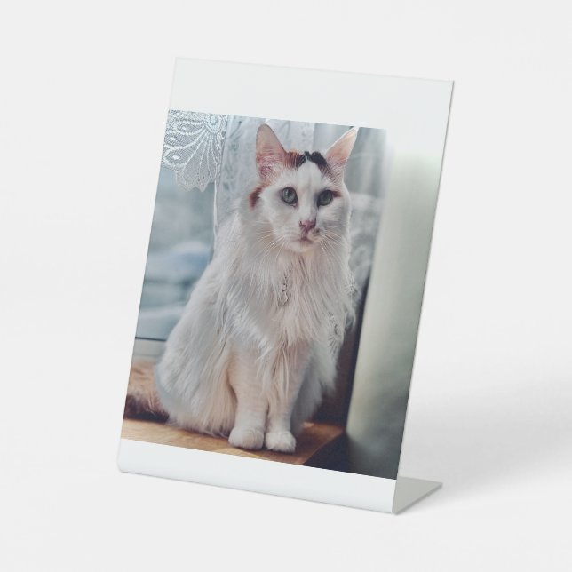 Cat Pedastal Sockelschild (Vorderseite)