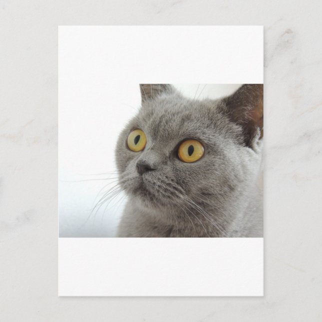 Cat Pet Animal Grumpy Frown Peace Liebe Destiny Postkarte (Vorderseite)