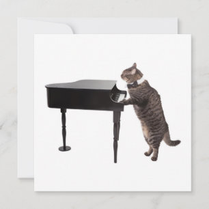 Cat Playing Piano Ankündigung