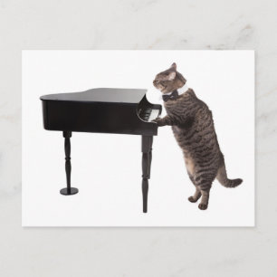 Cat Playing Piano Postkarte