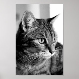 Cat-Portrait - der Denker Poster