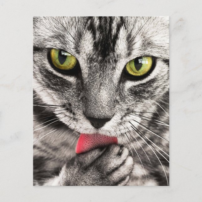 Cat Portrait Flyer (Vorne)