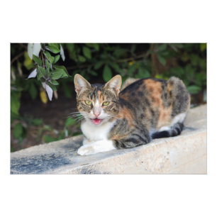 Cat-Portrait im Freien Fotodruck