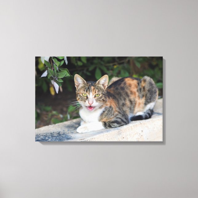 Cat-Portrait im Freien Leinwanddruck (Vorderseite)