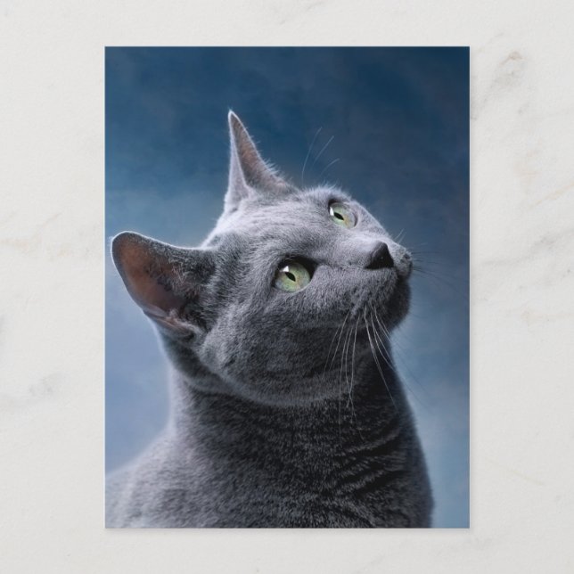 Cat Portrait Postkarte (Vorderseite)