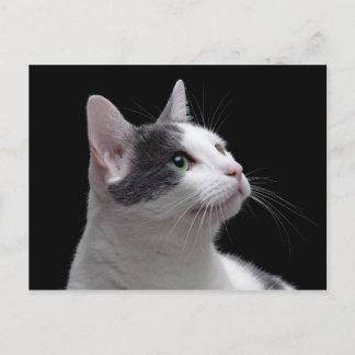 Cat Portrait Postkarte