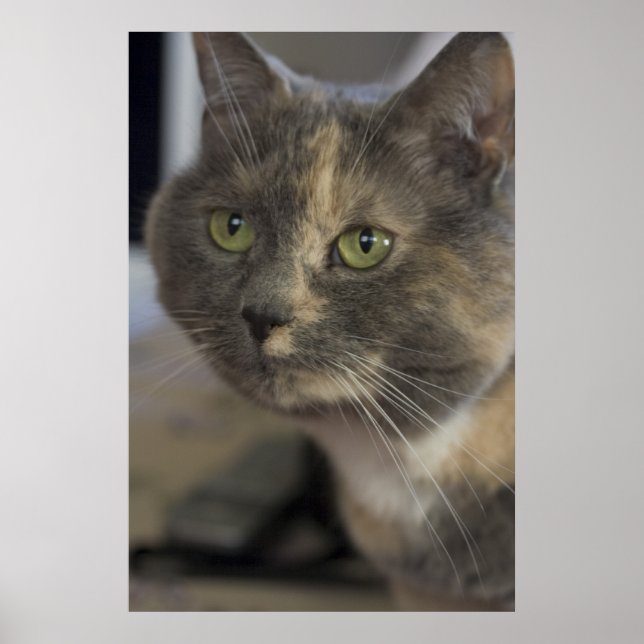 Cat Portrait Print Poster (Vorne)