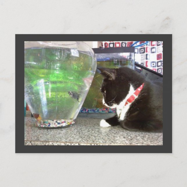 "Cat Postcard" Postkarte (Vorderseite)