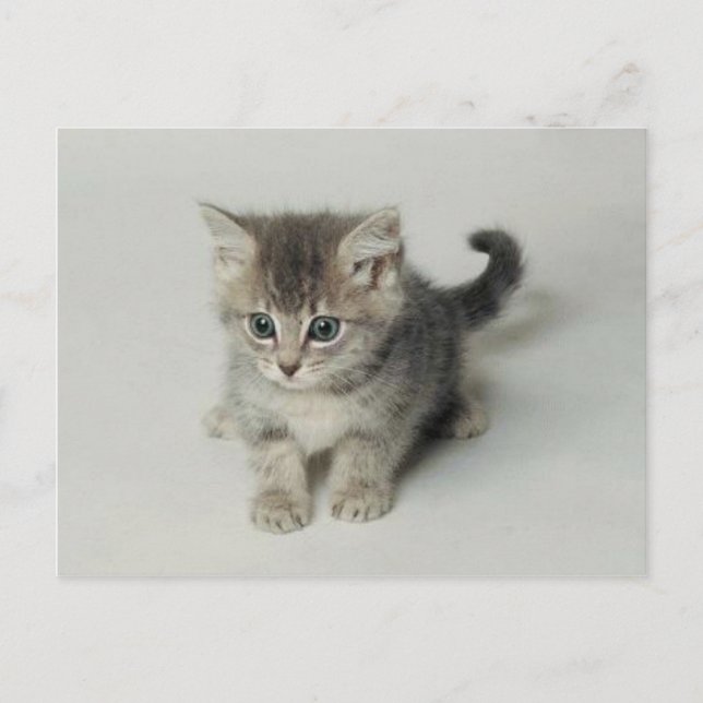 CAT POSTKARTE (Vorderseite)