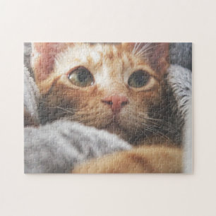 Cat Puzzles Cat Kitten Fotografie Tierische Grafik