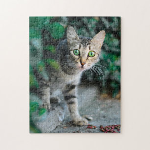 Cat Puzzles Cat Kitten Fotografie Tierische Grafik