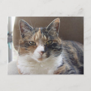Cat 'Red' Portrait Postkarte