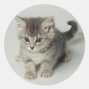 CAT RUNDER AUFKLEBER