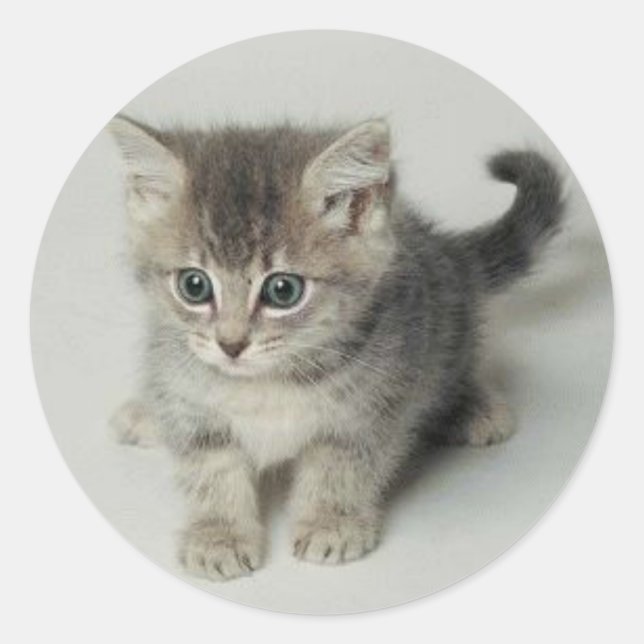 CAT RUNDER AUFKLEBER (Vorderseite)
