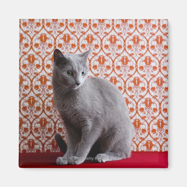 Cat (Russian blue) and wallpaper background Magnet (Vorne)