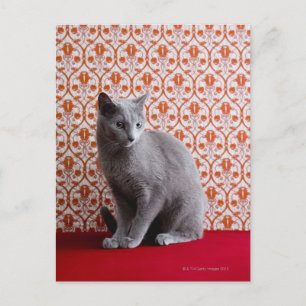Cat (Russian blue) and wallpaper background Postkarte