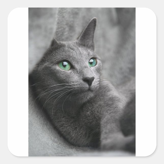 Cat Russian Blue Look Eyes Grau Pet Quadratischer Aufkleber (Vorderseite)
