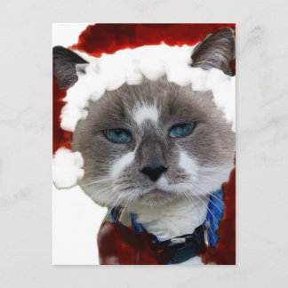 Cat Santa Claws Christmas Maureen Girard Blue Eye Postkarte