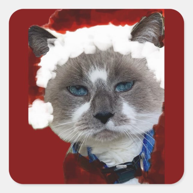 Cat Santa Claws Christmas Maureen Girard Blue Eye  Quadratischer Aufkleber (Vorderseite)
