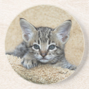 Cat Series - Serval Savannah Cat - Untersetzer