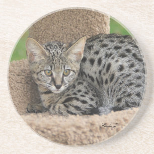 Cat Series - Serval Savannah Cat - Untersetzer
