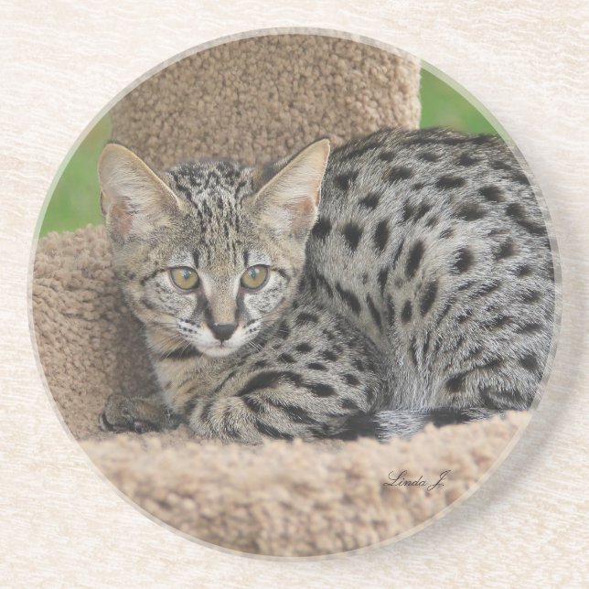 Cat Series - Serval Savannah Cat - Untersetzer (Vorne)