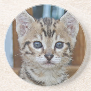 Cat Series - Serval Savannah Cat - Untersetzer