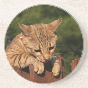 Cat Series - Serval Savannah Cat - Untersetzer